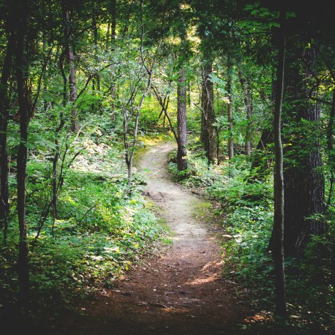 Woods